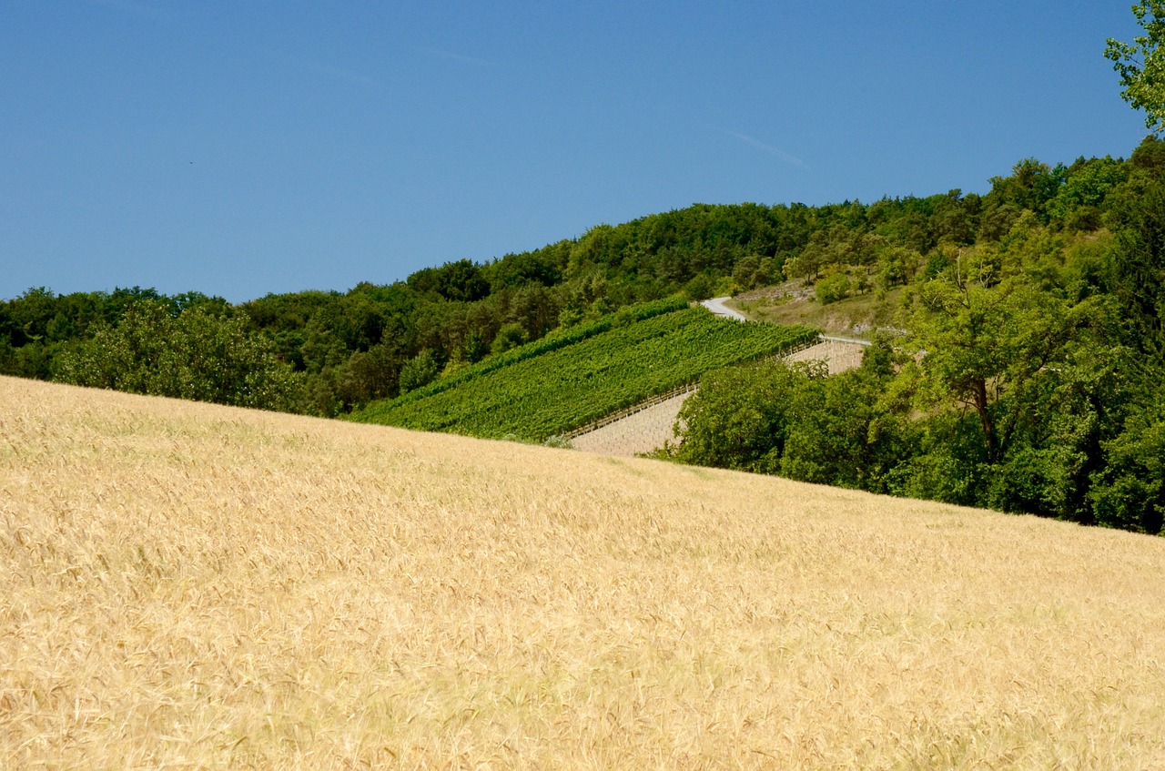 wheat  wine  vines free photo