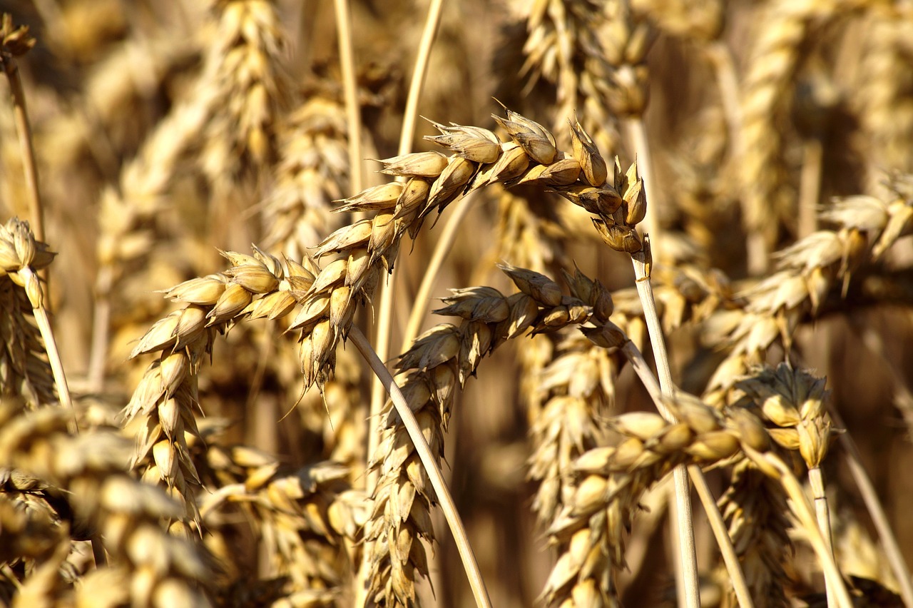 wheat  cereals  harvest free photo