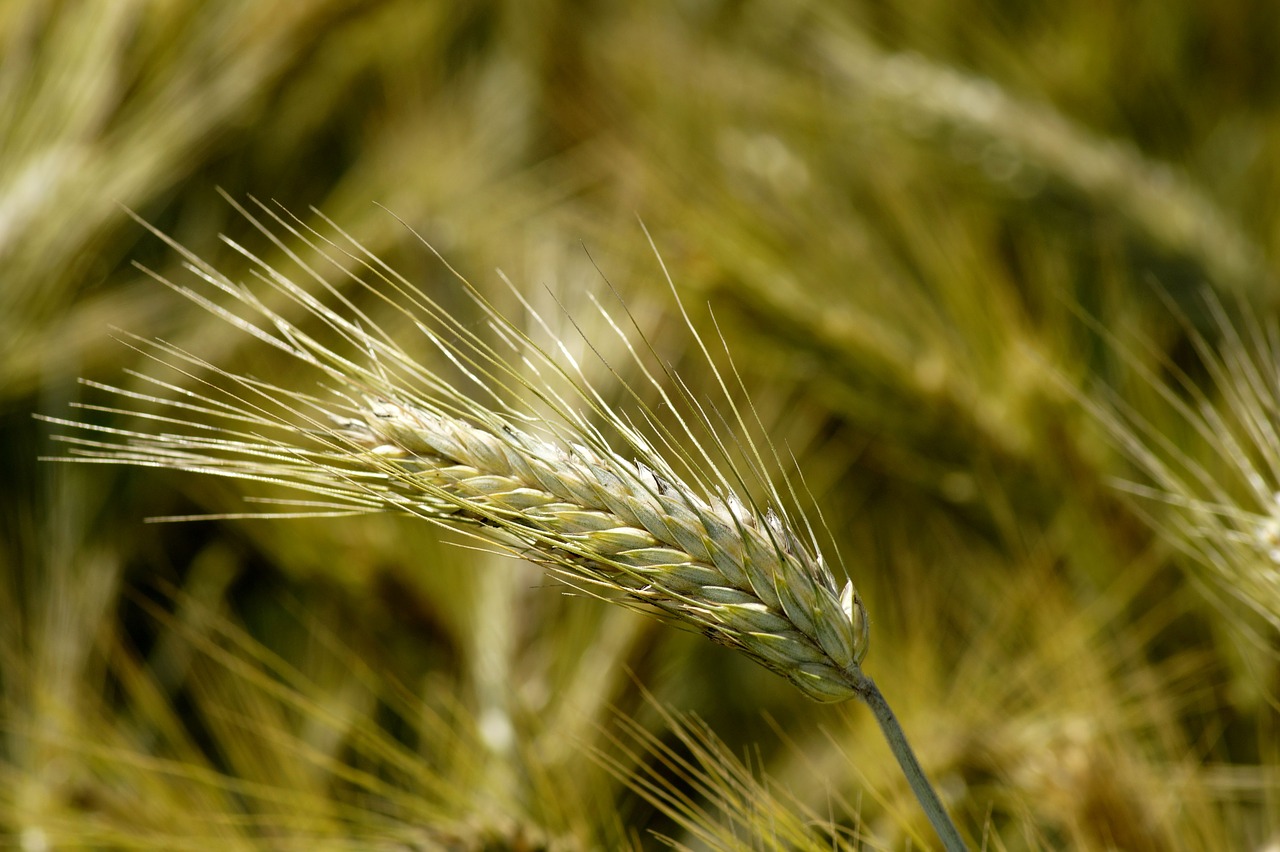 wheat  cereals  straw free photo