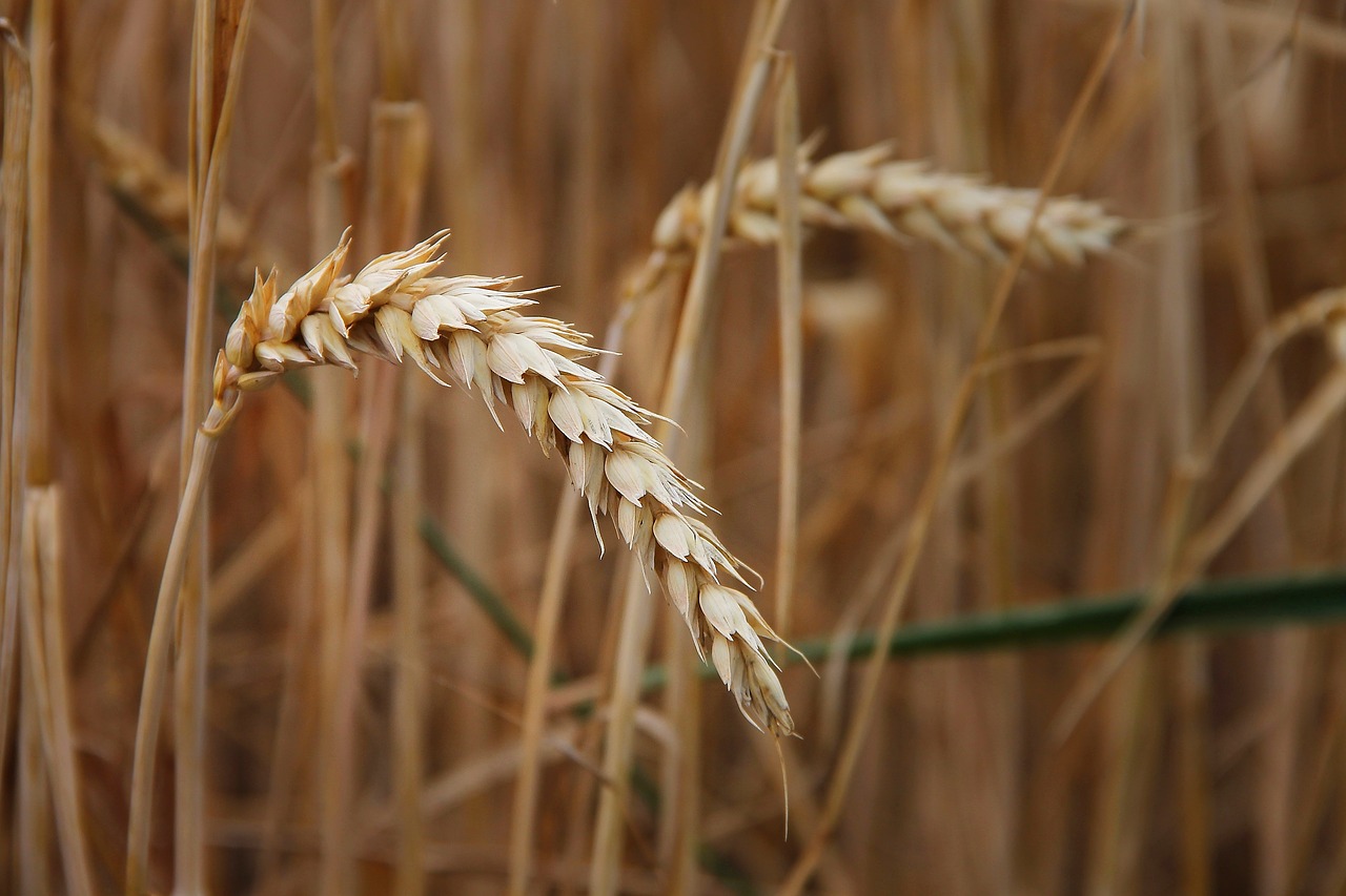 wheat  ear  cereals free photo