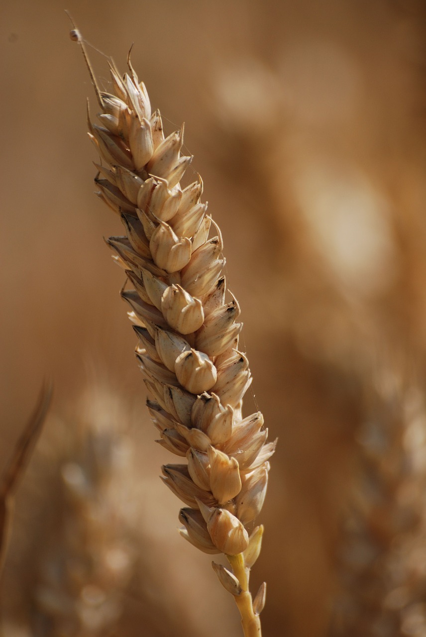 wheat cereals agriculture free photo