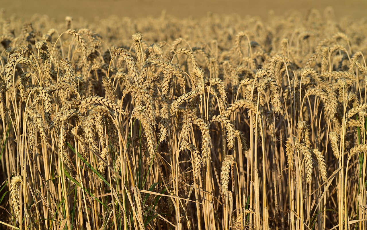 wheat  wheat field  nature free photo
