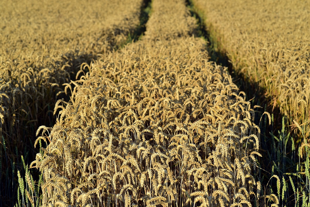 wheat  wheat field  nature free photo