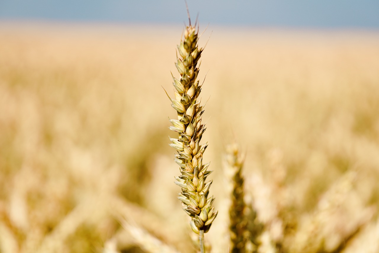 wheat  cereals  rural free photo