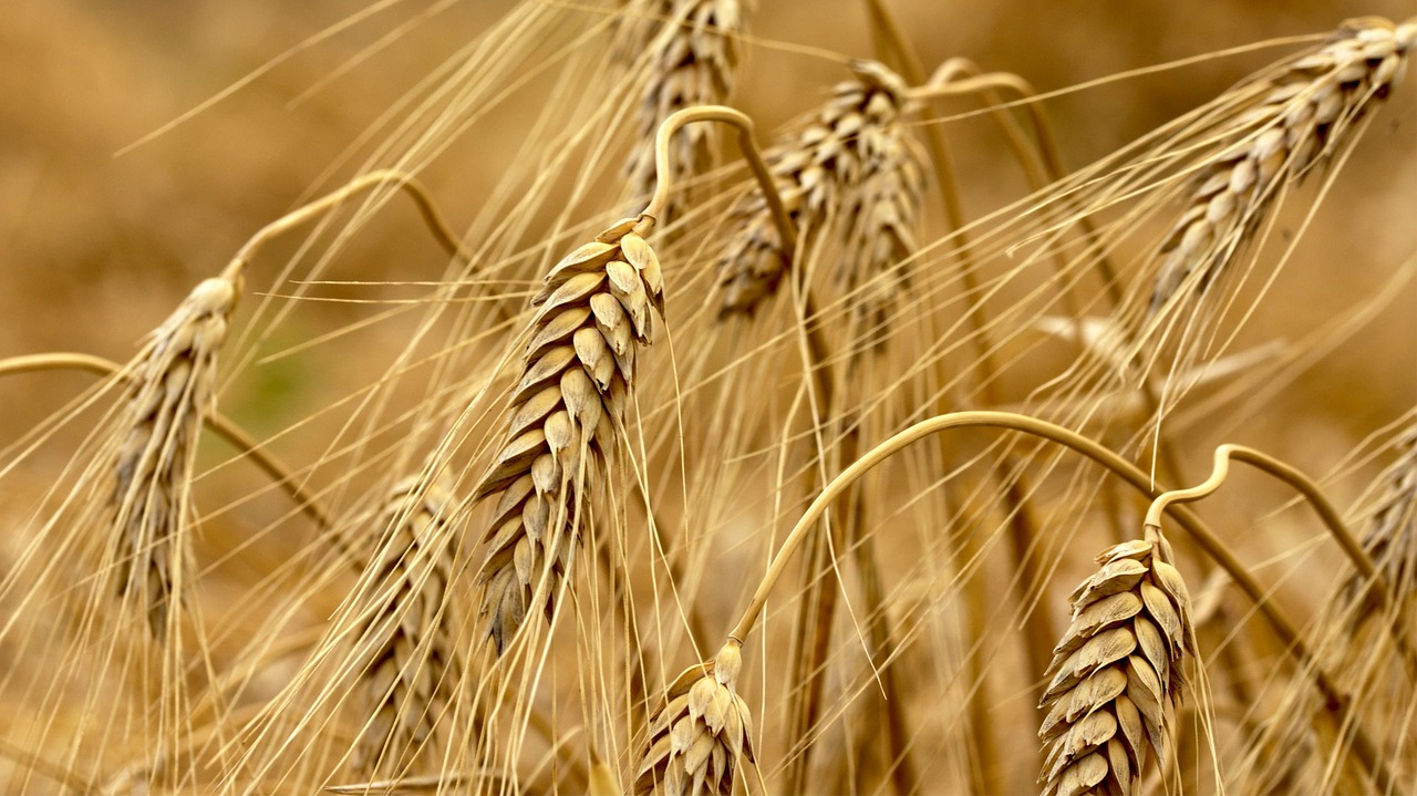 wheat  natural  nature free photo