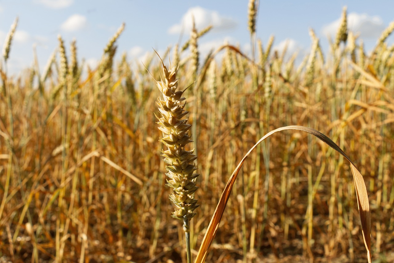 wheat  grain  agriculture free photo