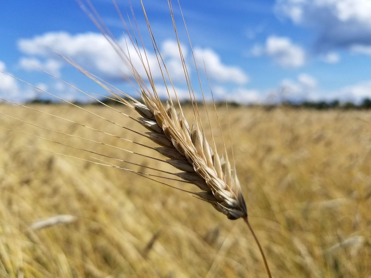wheat  grain  field free photo