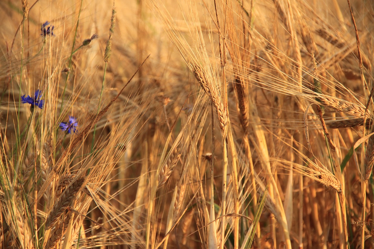 wheat  cereals  plants free photo