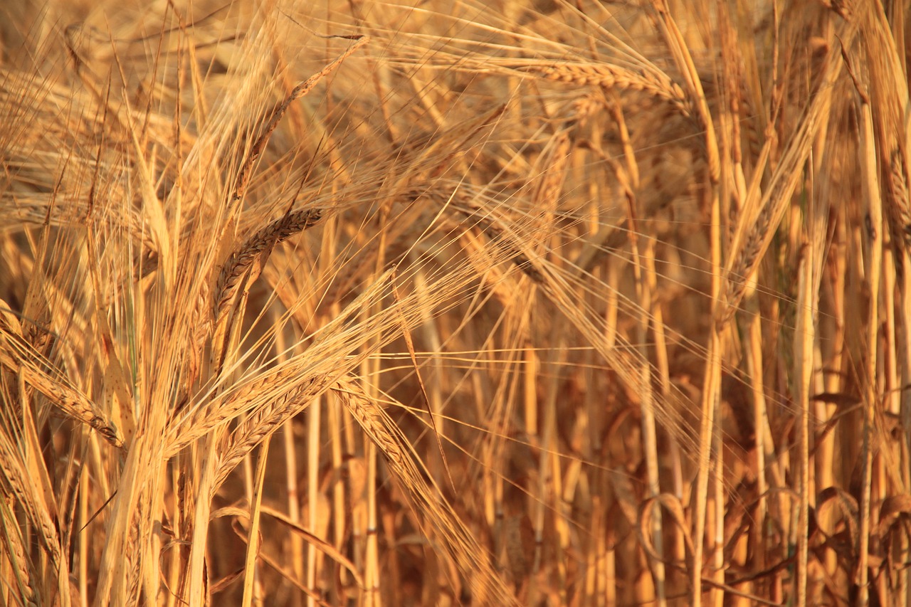 wheat  cereals  plants free photo