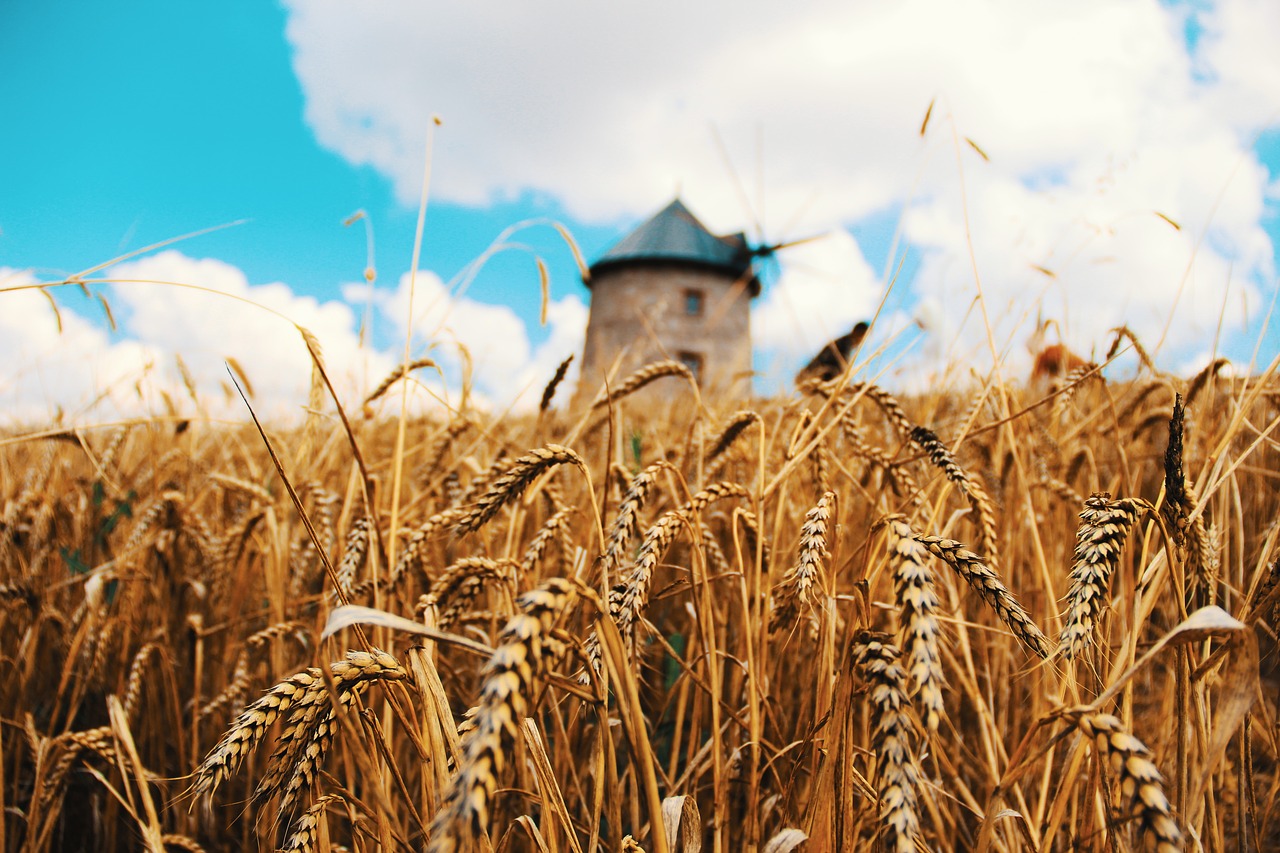 wheat  spike  grain products free photo