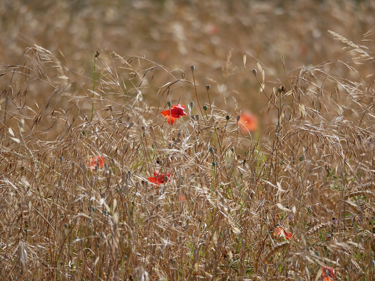 wheat  poppy  red free photo