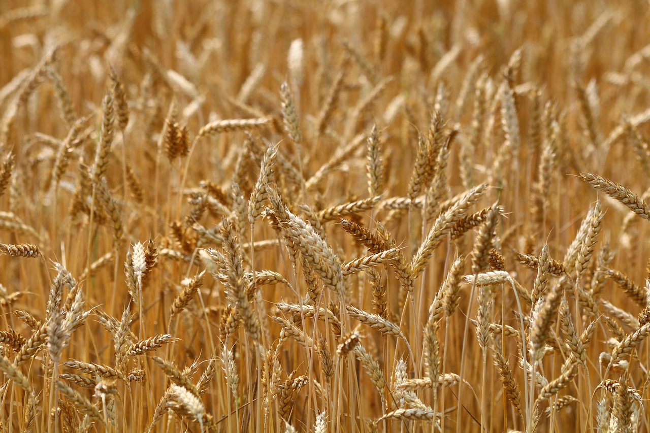 wheat  grain  cereals free photo
