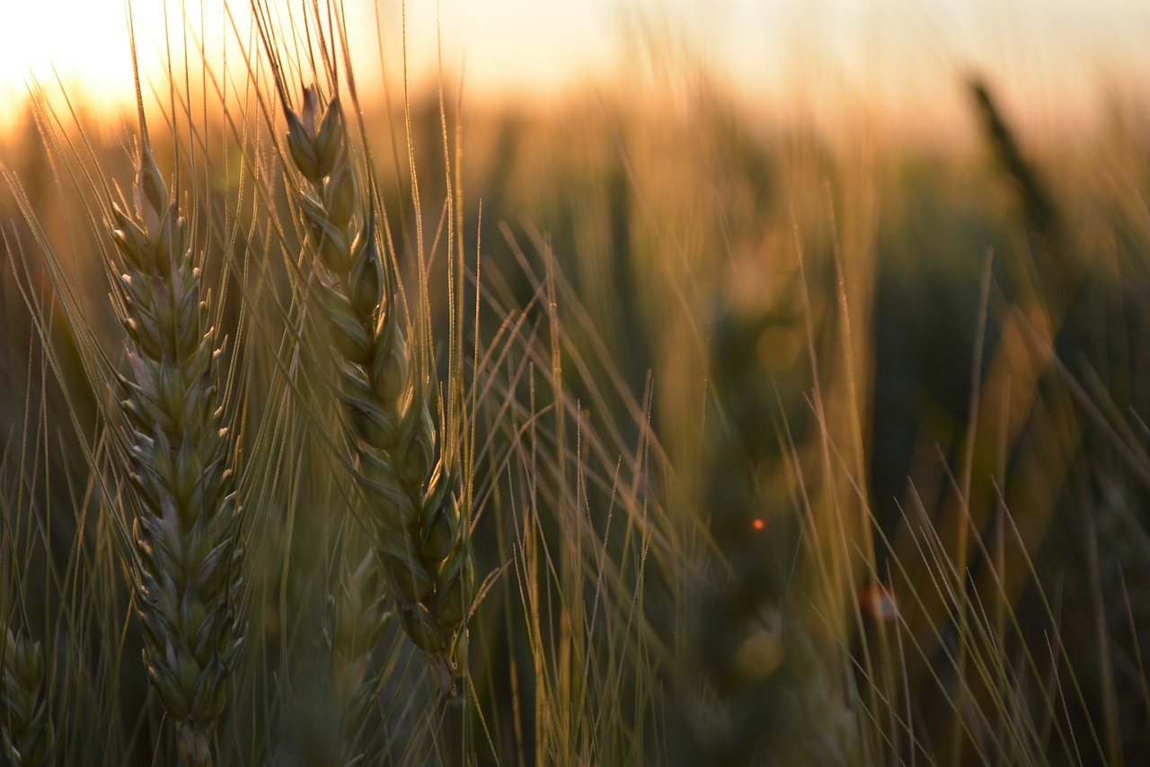 wheat  farm  harvest free photo