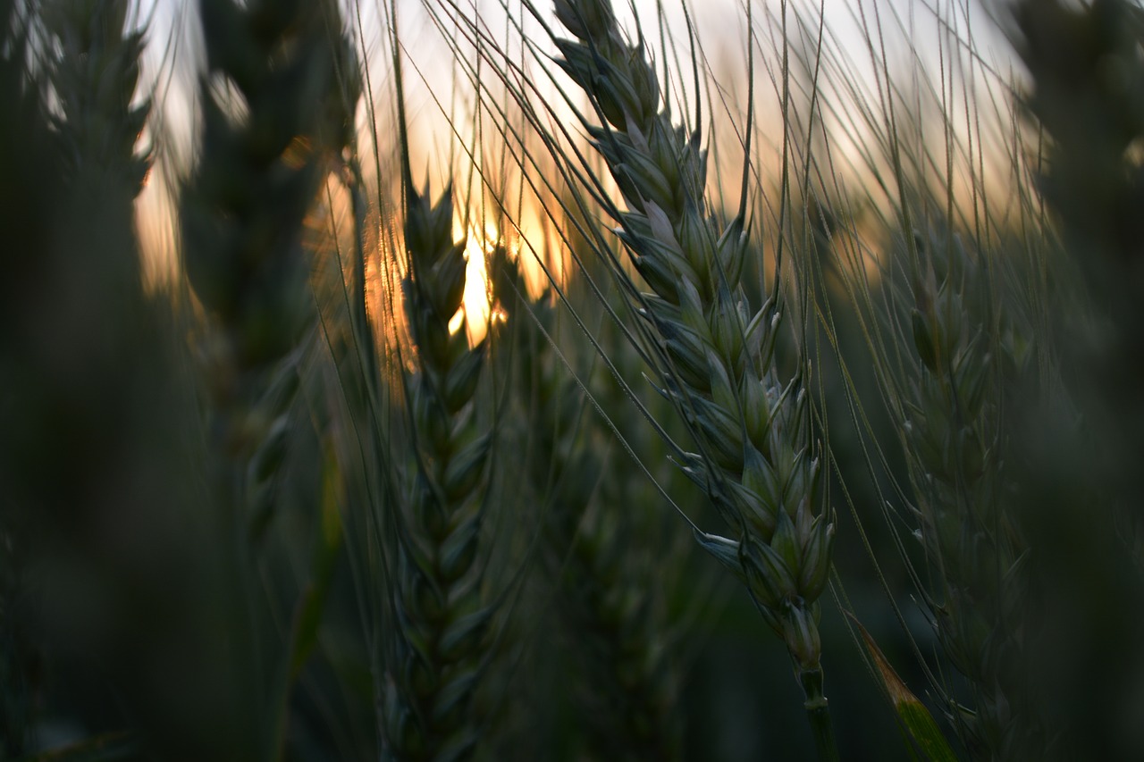 wheat  farm  harvest free photo