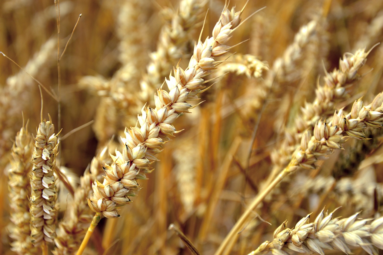 wheat  cereals  ear free photo