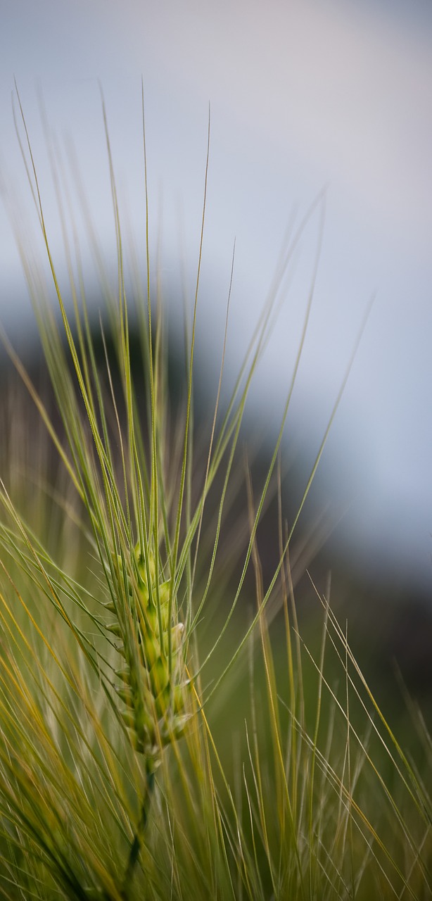 wheat  cereals  field free photo