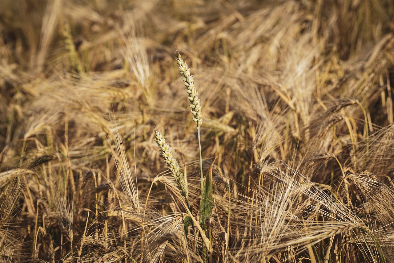 wheat  grain  cereals free photo