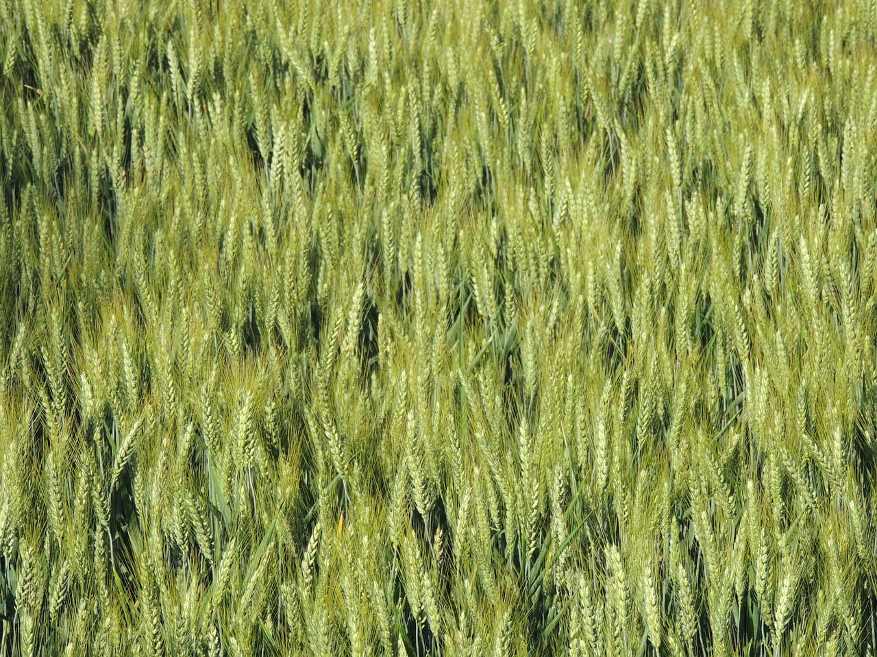wheat epi cornfield free photo