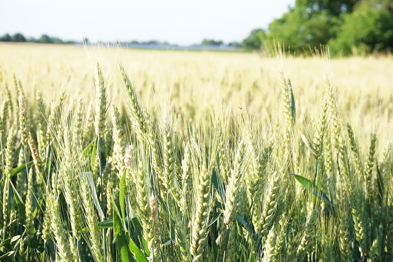 wheat  farm  rural free photo