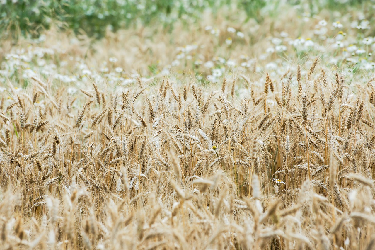 wheat wheat field cereals free photo