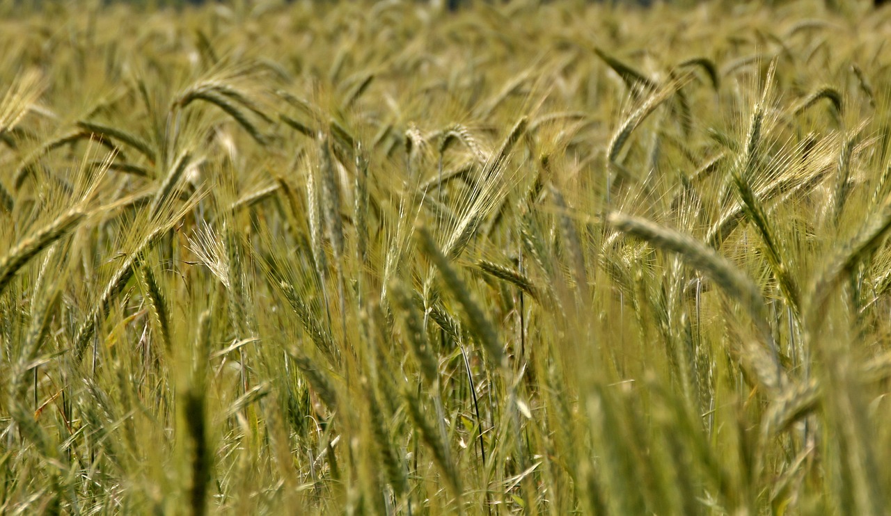 wheat wheat field wheat spike free photo