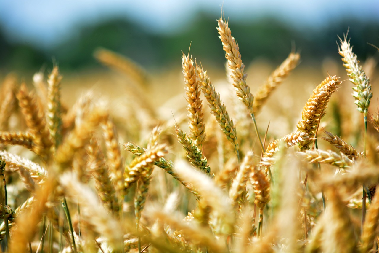 wheat grain by chaitanya k free photo