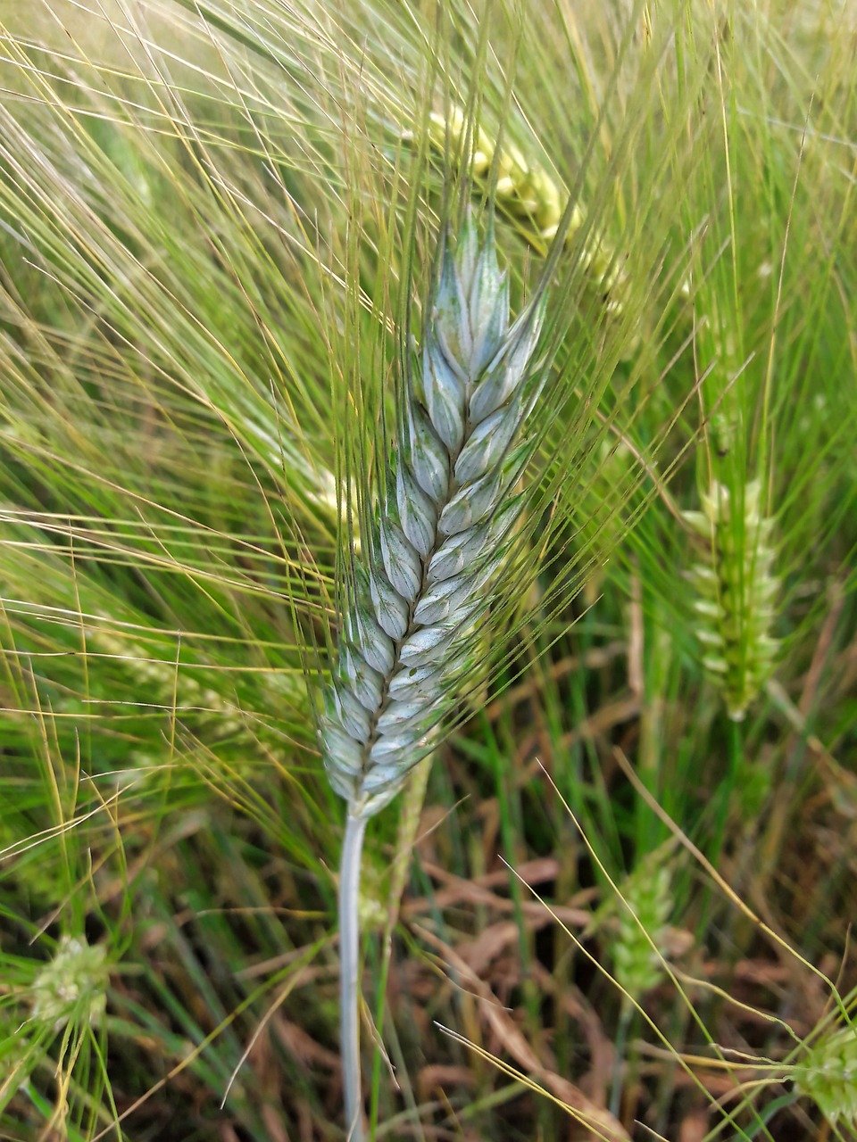 wheat  plant  grain free photo