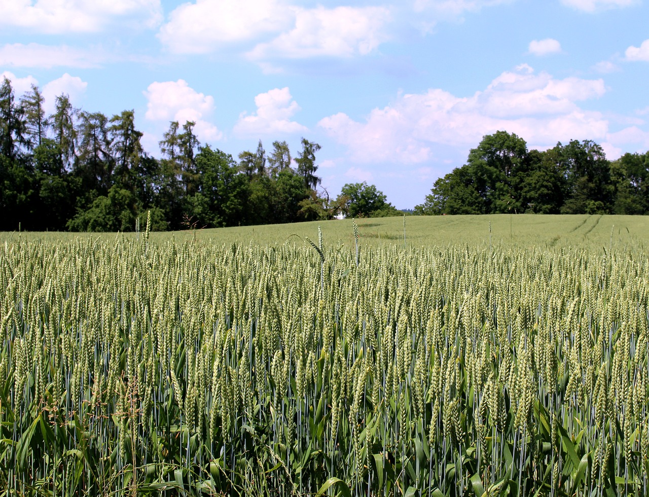 wheat wheat field cereals free photo