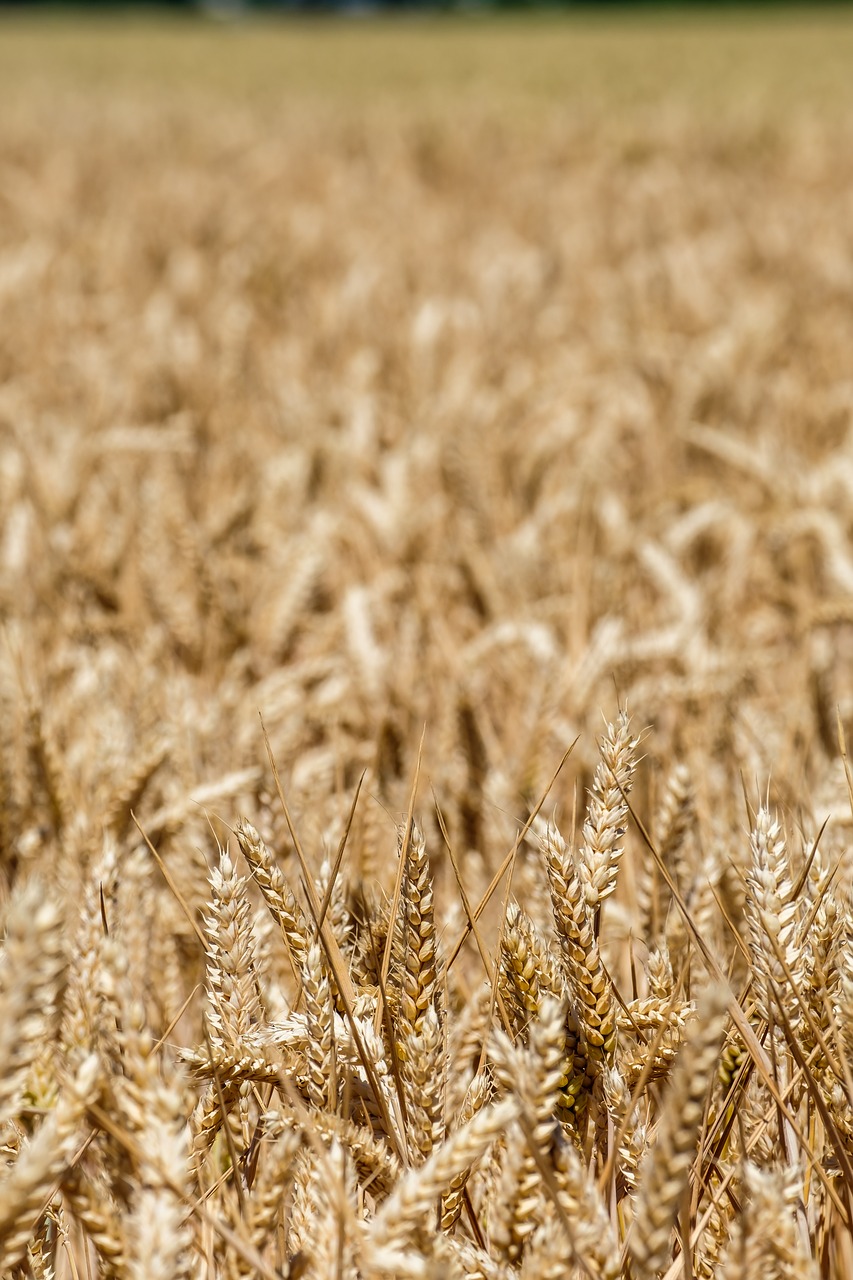 wheat  agriculture  grains free photo