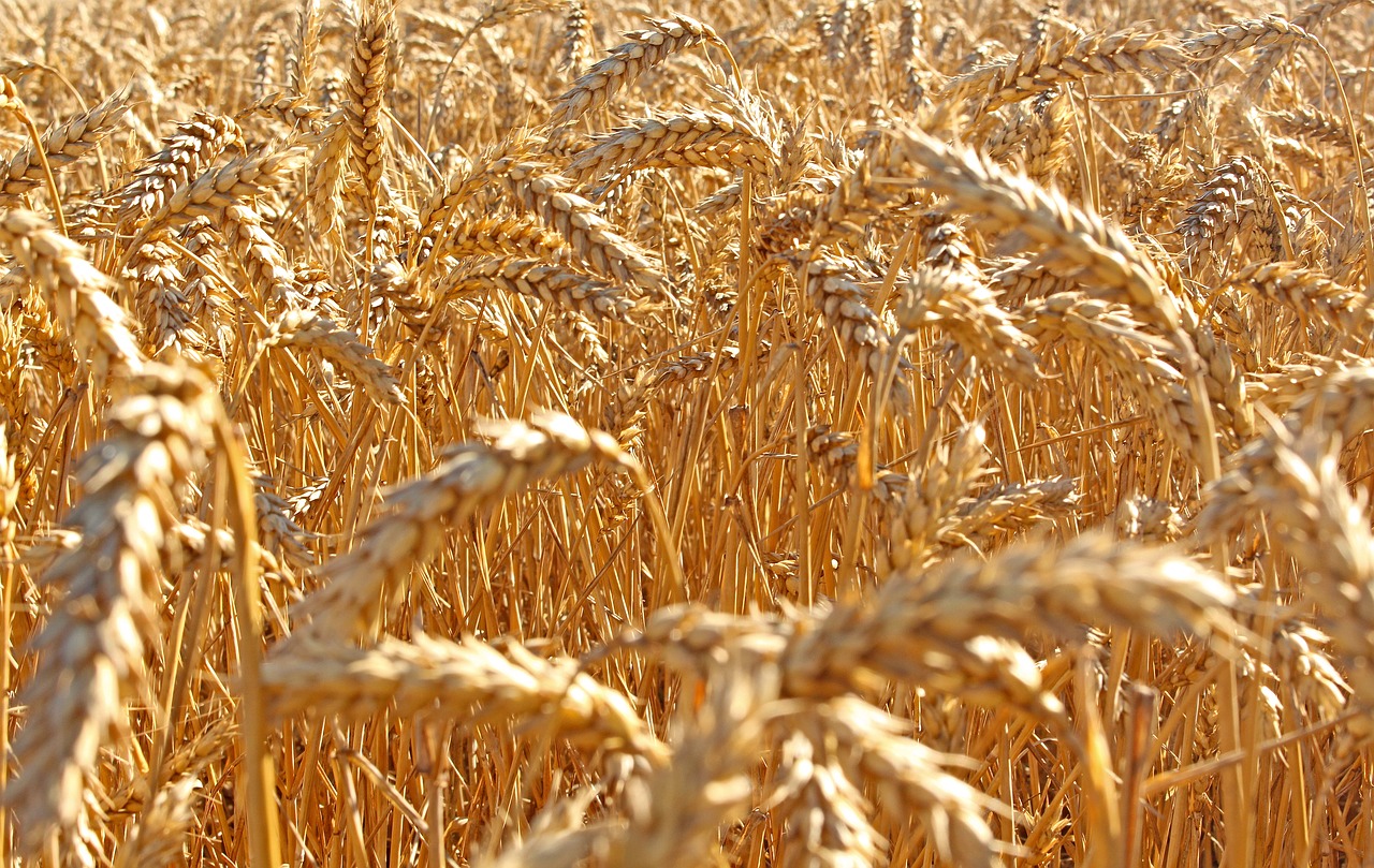 wheat  field  agriculture free photo