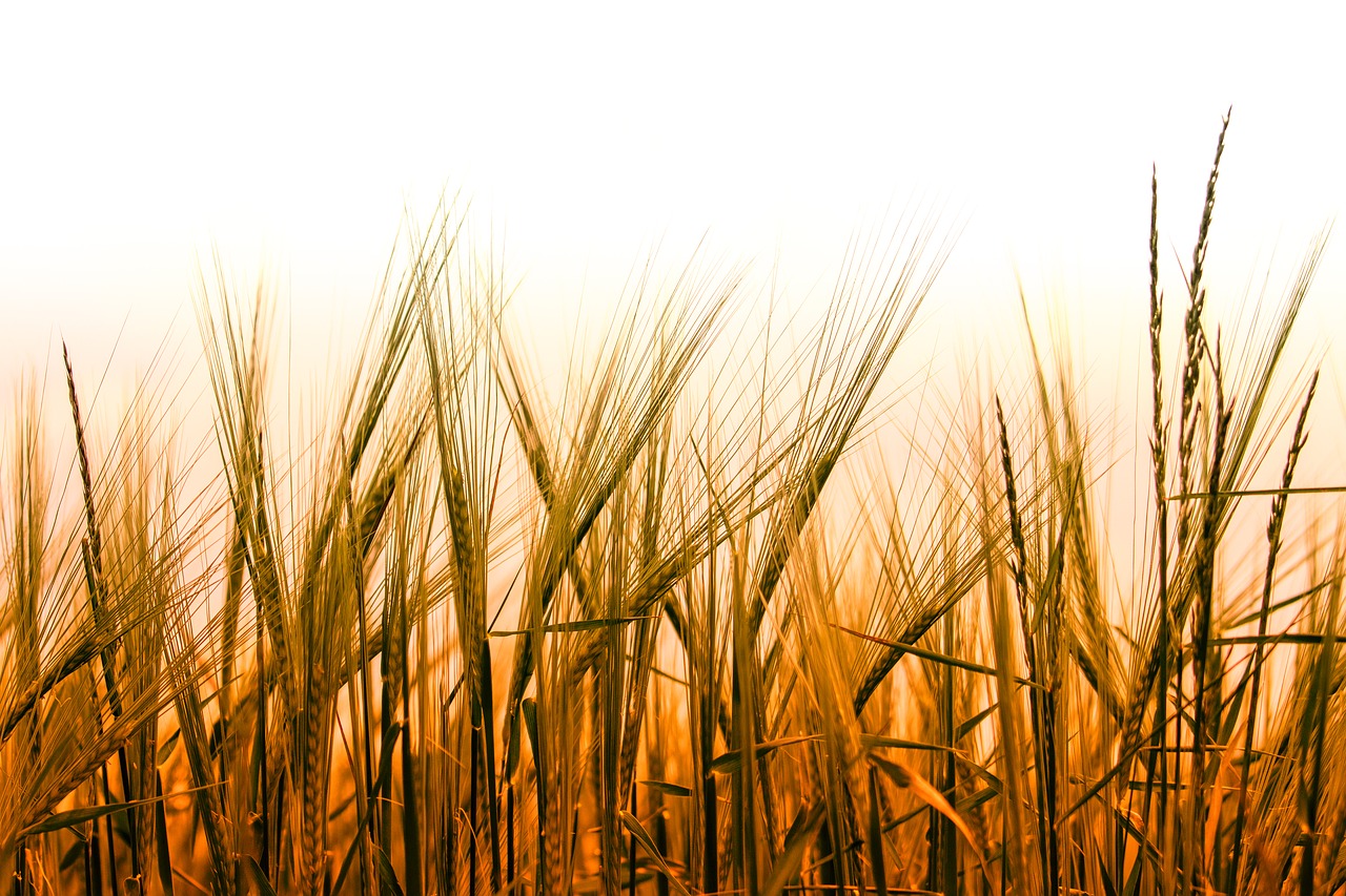 wheat  cereals  field free photo