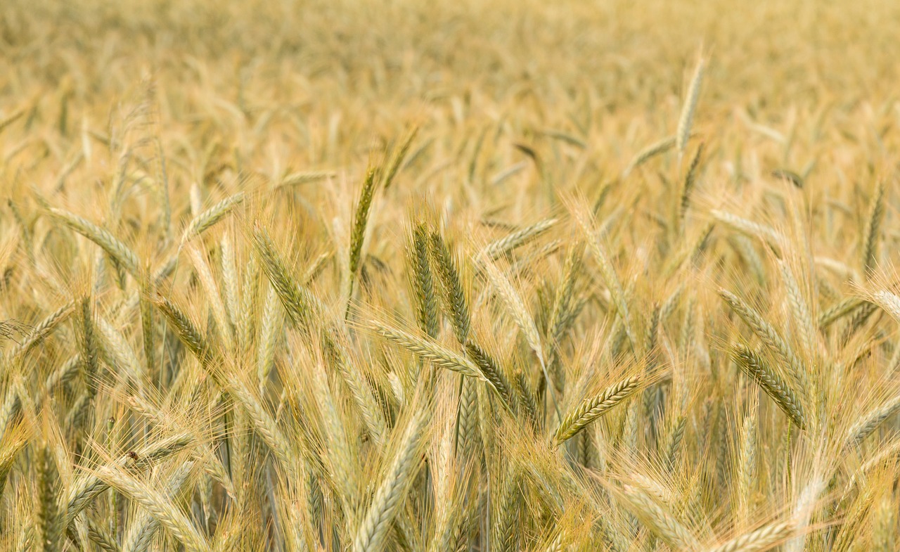 wheat  summer  field free photo