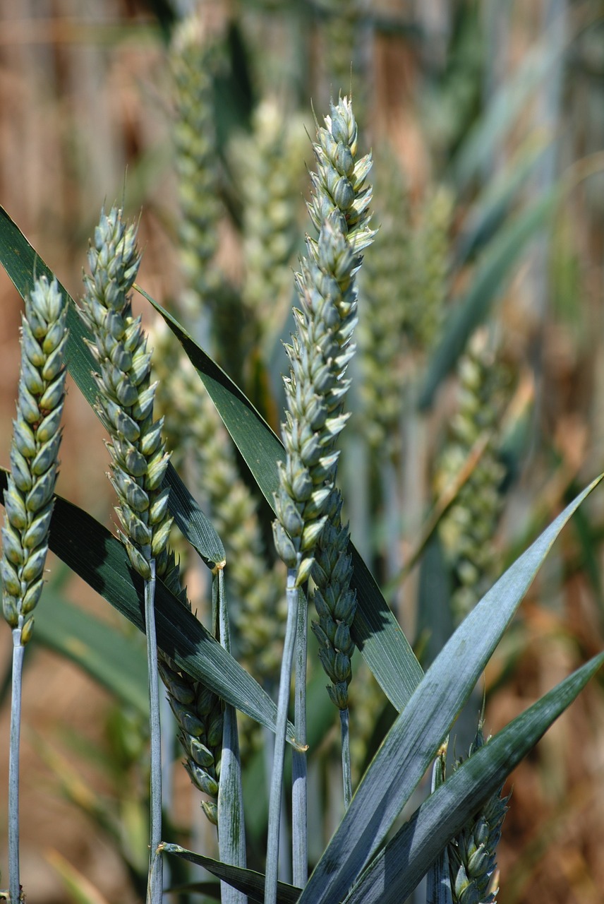 wheat cereals halm free photo