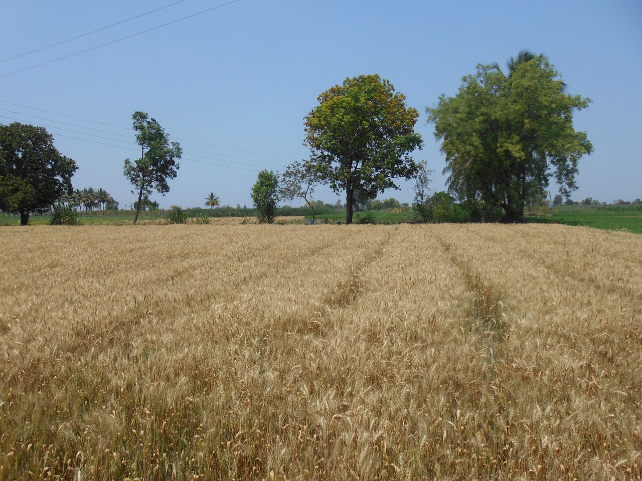 wheat framer agricultural free photo