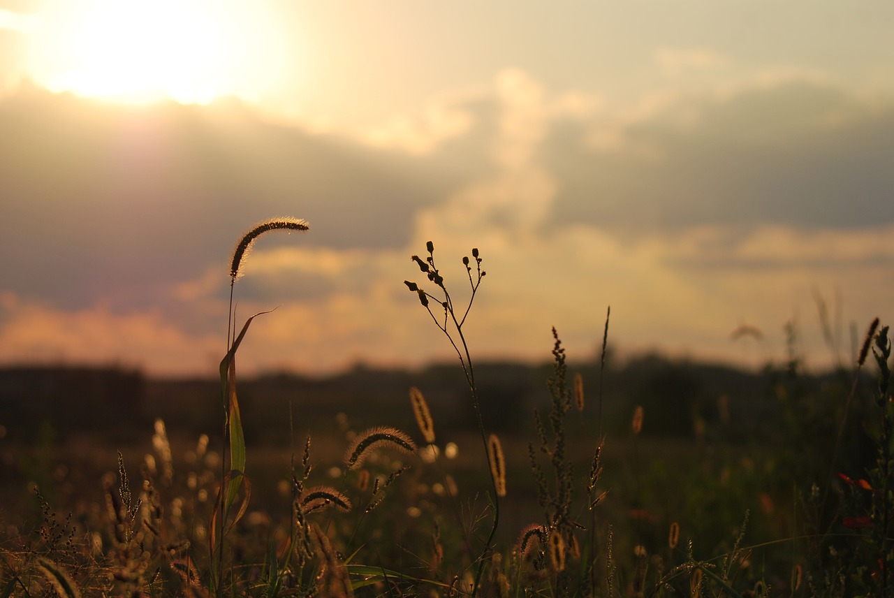 wheat  field  sunset free photo