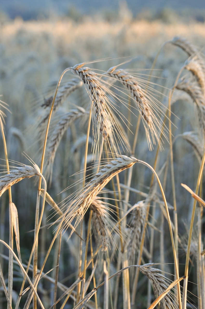 wheat  field  harvest free photo