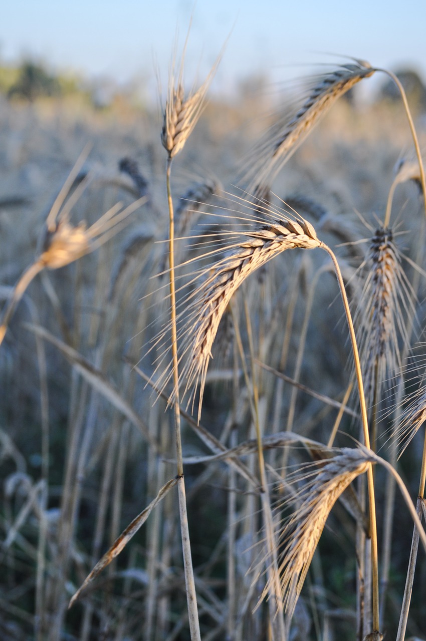 wheat  field  harvest free photo