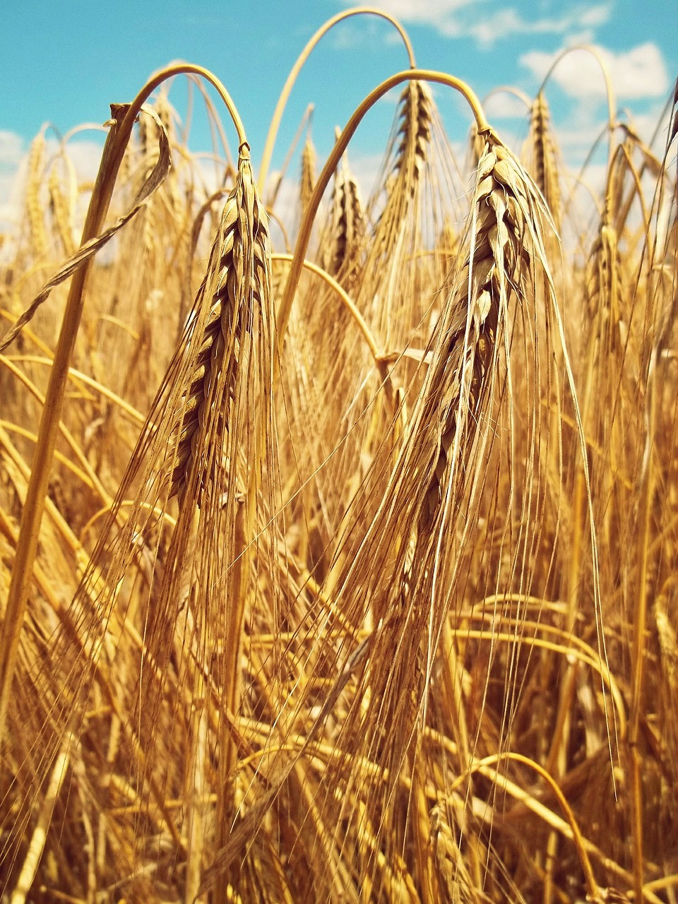 wheat spike wheat spike free photo