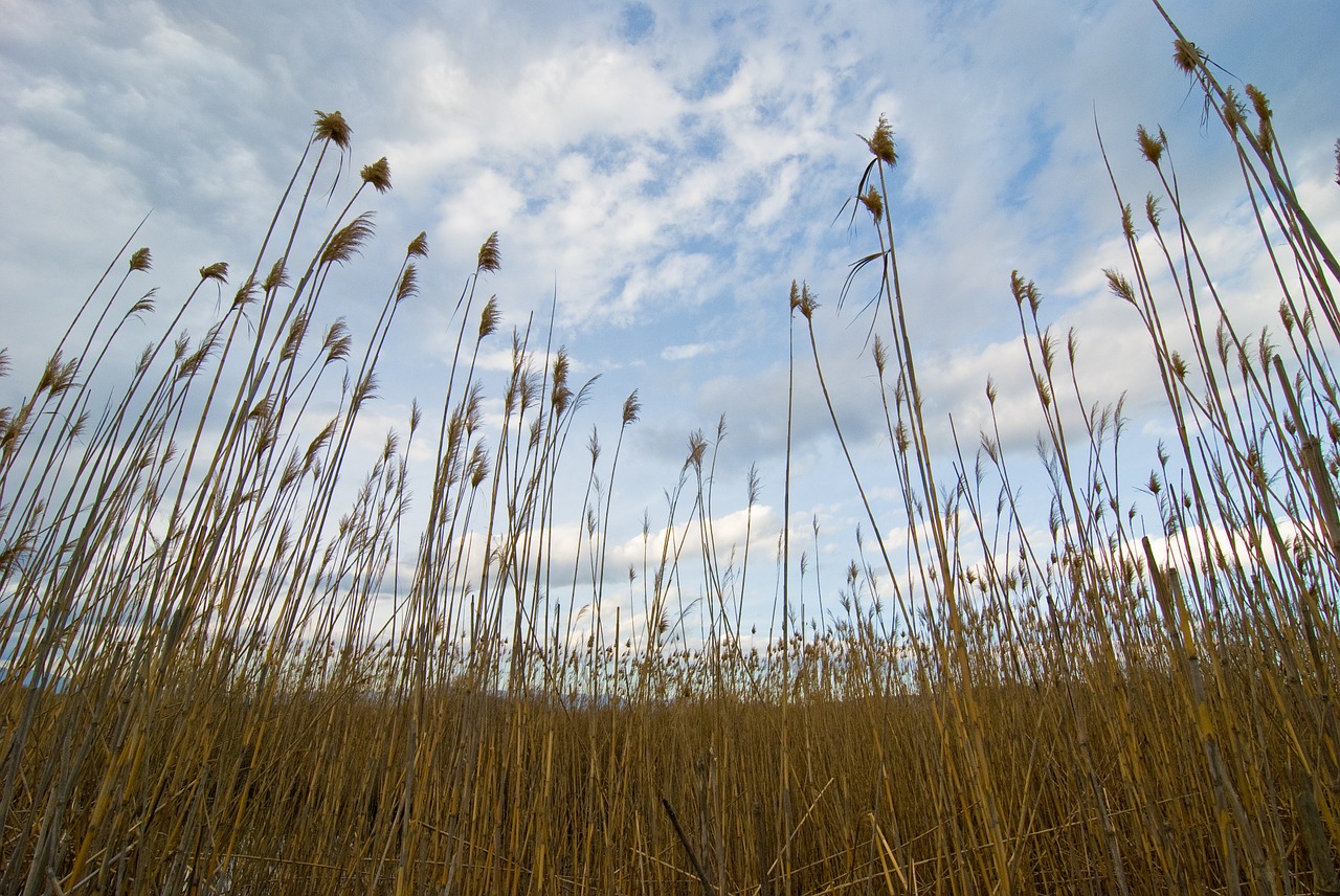 wheat sky field free photo