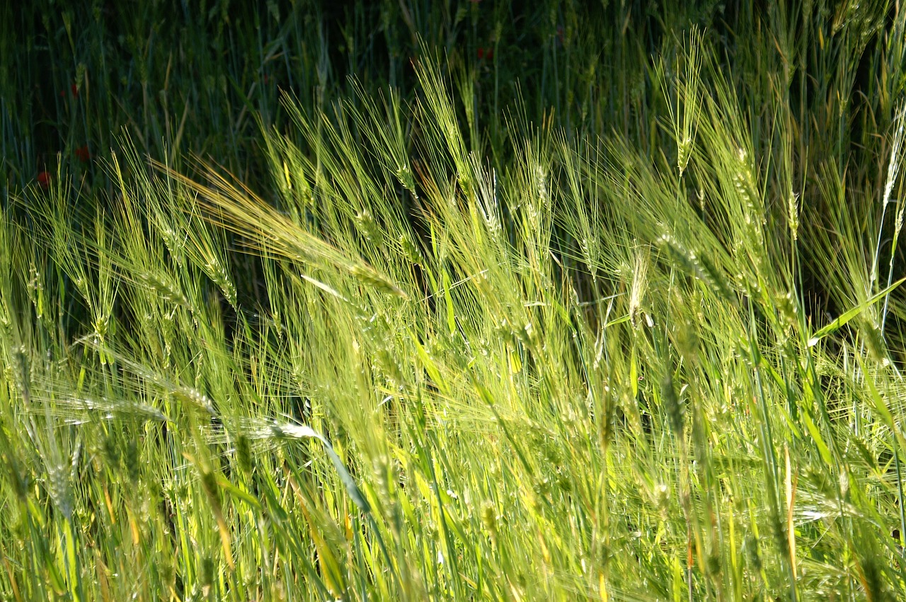 wheat  field  cereals free photo