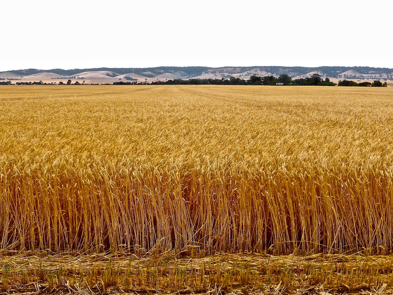 wheat  crop  agriculture free photo