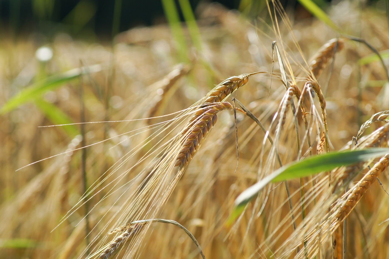 wheat field cereals free photo