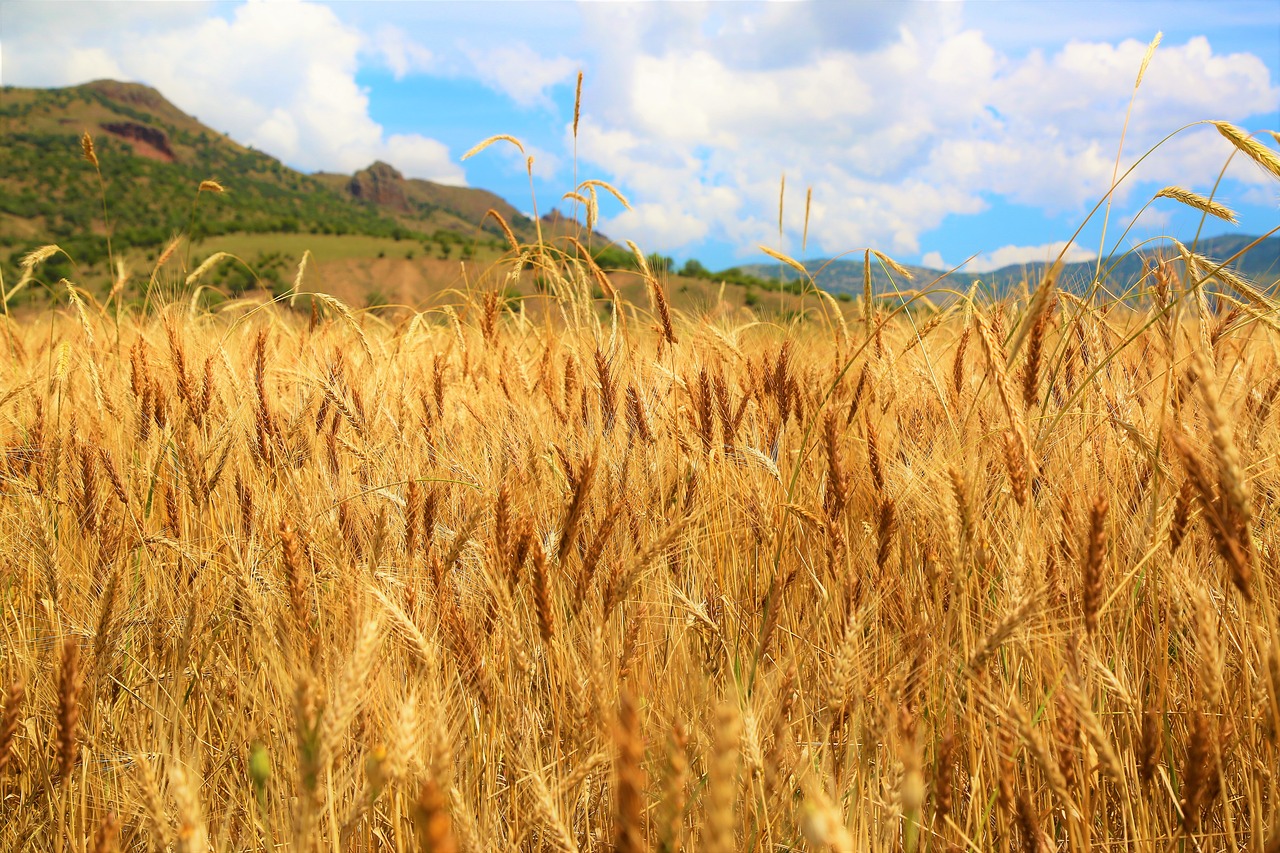 wheat  field  harvest free photo