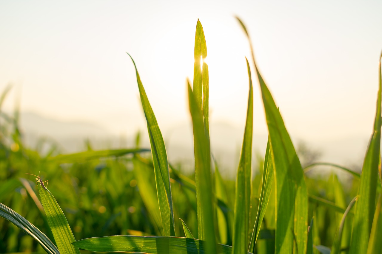 wheat  green leaf  seedling free photo