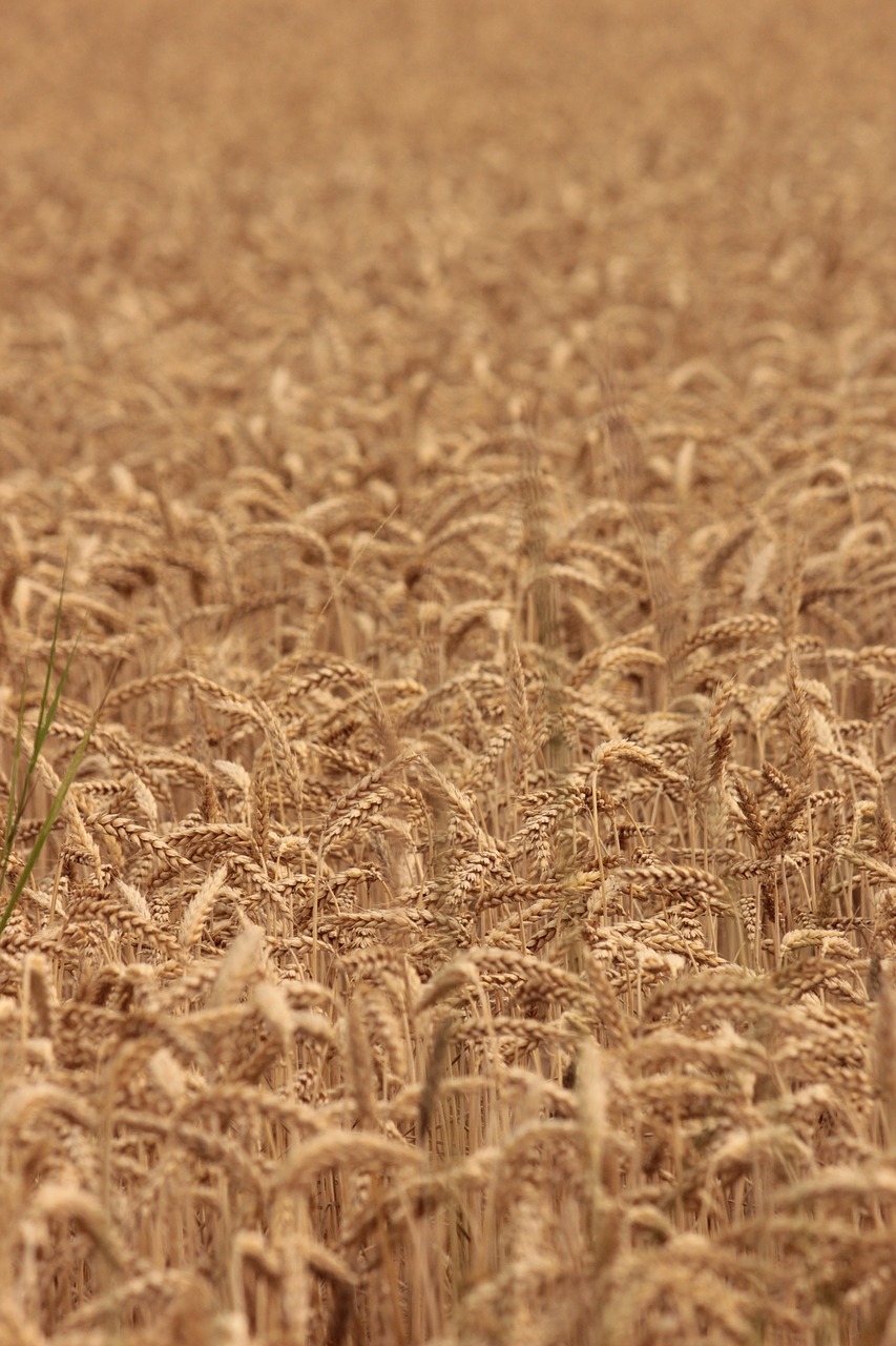 wheat  agriculture  nature free photo