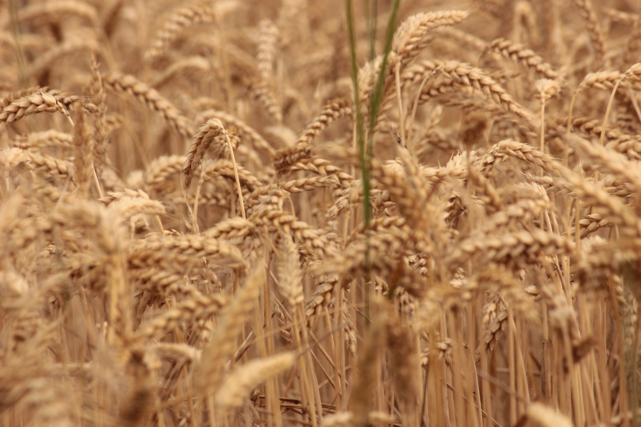 wheat  grain  harvest free photo