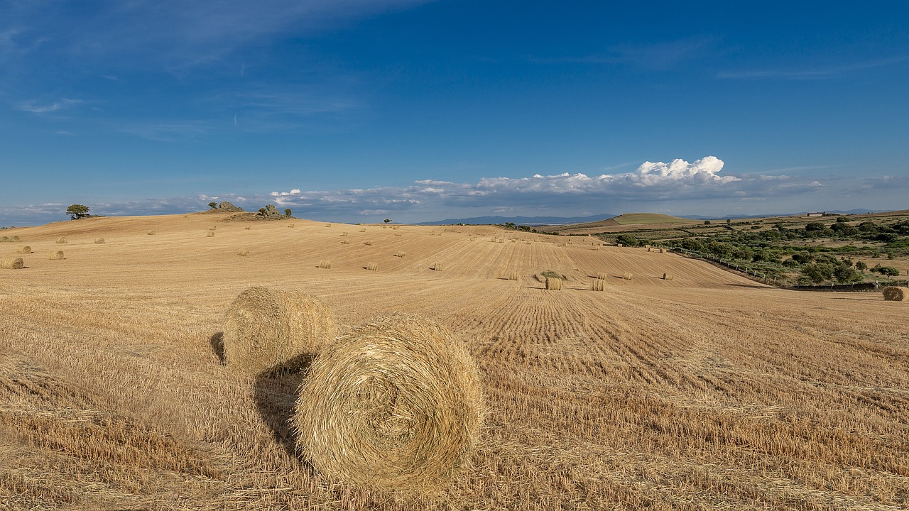 wheat  field  villar de la mare free photo