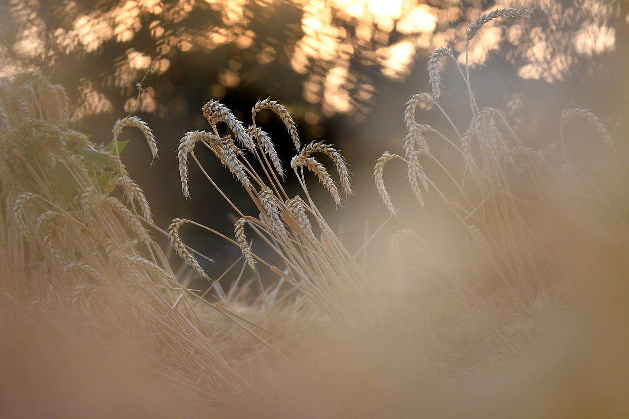 wheat  harvest  evening light free photo