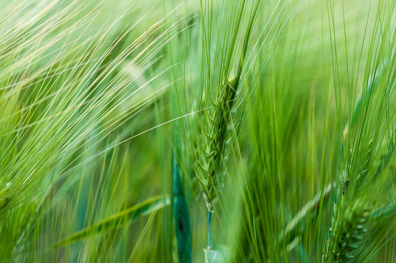 wheat  spring  nature free photo