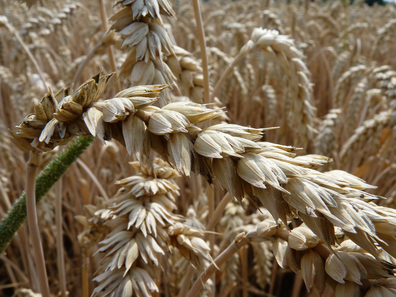 wheat cornfield thanksgiving free photo